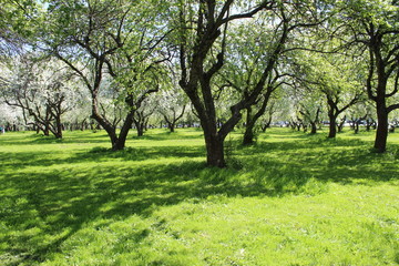Apple orchards in Moscow.