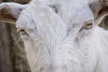 Head detail with white-goat eyes.