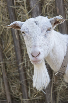 Head of a white goat without horns with a beard.