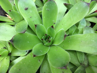 Green Young or Stone Rose Sempervivum . Close up With the Natural stone background.