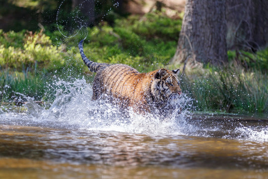 Tiger im See