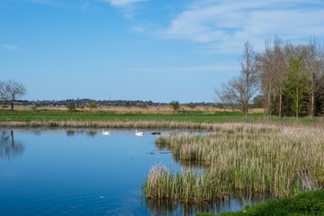 Pond on Danish island