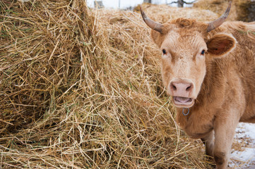 Cows on a farm in the winter