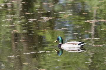 Duck floating on the lake.