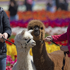 Obraz premium Partial view of two llamas and their handlers in the tulip field at the Tulip Festival