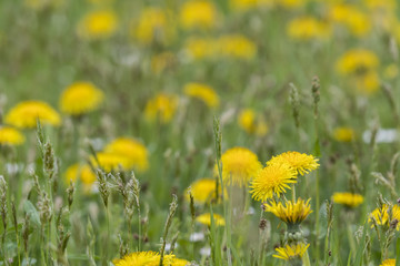 Yellow dandelion flowers.