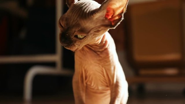 closeup view of hairless kitten canadian sphinx washing body with funny long tongue licking paw sunny day light sunshine indoors big ears blue eyes wrinkled grey skin home pet hygiene cute snout