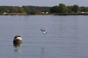 envol d'une mouette 