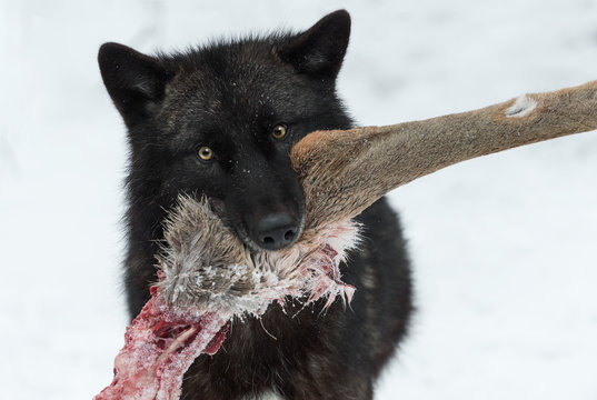 Grey Wolf (Canis lupus) Presents White-Tail Deer Leg