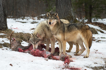 Grey Wolves (Canis lupus) Stand at Decimated White-Tail Deer Carcass