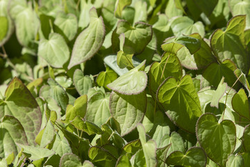 Fresh green leaves of a heart-shaped plant.