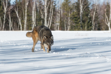 Grey Wolf (Canis lupus) Nose Down in Snowy Field