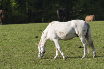 Naklejka na ściany i meble A bright horse wakes on the pasture.