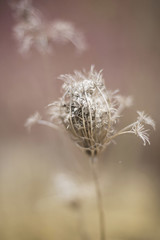 Trockenpflanzen FineArt