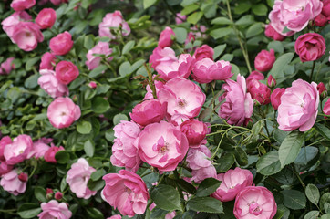 Garden with fresh pink roses, floral natural hipster vintage background