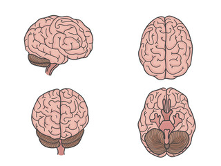 Human brain set