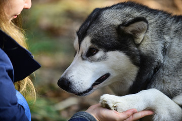 Friendship between human and pet. Hand and dog paw. Trust, help and companionship. Training dogs concept