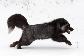 Silver Fox (Vulpes vulpes) Runs Curled Tail