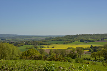 Obraz premium Summer english landscape with yellow rapeseed oil crops
