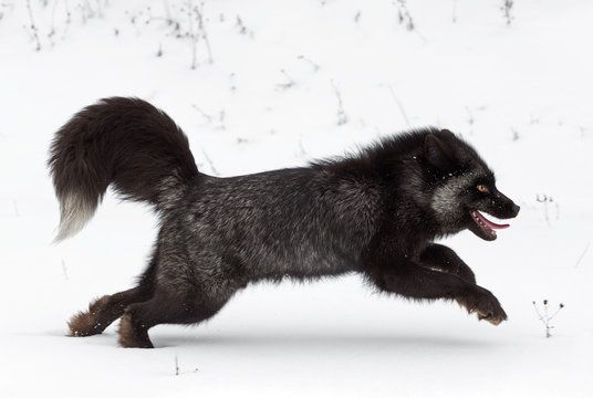 Silver Fox (Vulpes vulpes) Runs Curled Tail