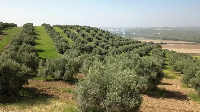 Air View field of olive trees near Jaen, Spain