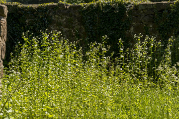 Old stone wall and grasses