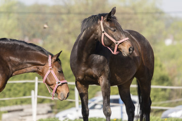 Obraz premium Two brown horses outdoors in the enclosure.