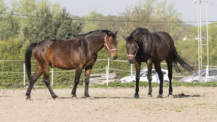 Fototapeta premium Two brown horses outdoors in the enclosure.