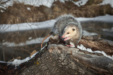 Opossum (Didelphimorphia) Turns Hissing