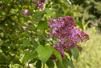 Purple lilac blooms Spetchley Gardens Worcester