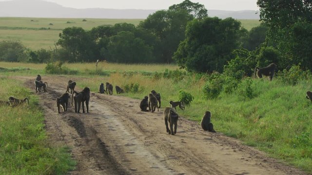 A troop of baboons on a road