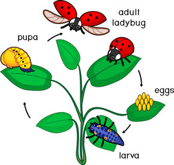 Fototapeta premium Life cycle of ladybug. Sequence of stages of development of ladybug from egg to adult insect