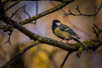 Great Tit