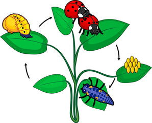 Life cycle of ladybug. Sequence of stages of development of ladybug from egg to adult insect
