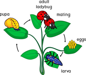 Life cycle of ladybug. Sequence of stages of development of ladybug from egg to adult insect