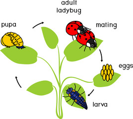 Fototapeta premium Life cycle of ladybug. Sequence of stages of development of ladybug from egg to adult insect