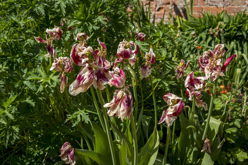 Obraz premium Pink old tulips Spetchley Gardens Worcester