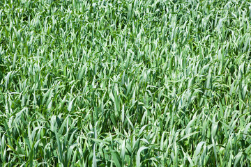 A green field with young wheat plants in the French countryside in spring, full screen