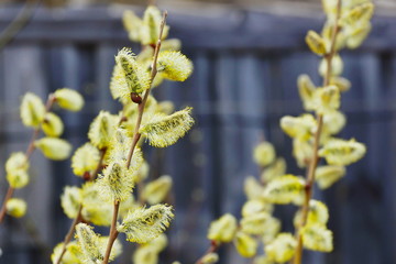 spring fluffy buds branches