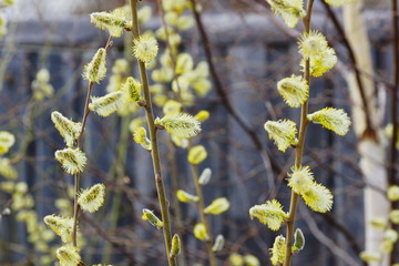 spring fluffy buds branches