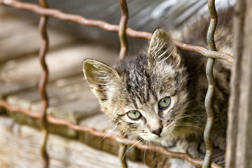 Adorable Kitten