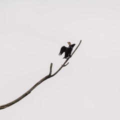 Vogel auf dem Ast