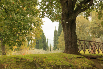 Italy, Central Italy, Lazio, Tivoli. Hadrian's Villa. (Villa Adriana in Italian). UNESCO world heritage site. European Oak and Italian, Mediterranean cypress (Cupressus sempervirens).