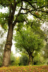 Italy, Central Italy, Lazio, Tivoli. Oak and olive trees.