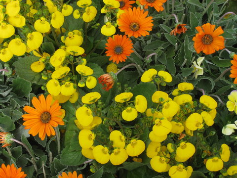 Kartoffelbl&uuml;ten