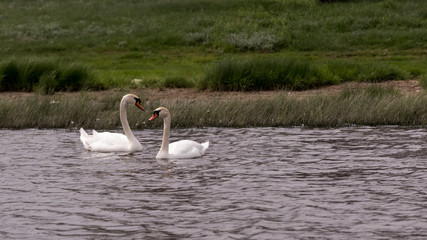 Wild swans swim on lake.