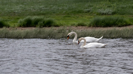 Wild swans swim on lake.