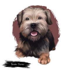 Border Terrier dog digital art illustration isolated on white background. United kingdom origin fox and vermin hunting dog. Cute pet hand drawn portrait. Graphic clip art design for web, print
