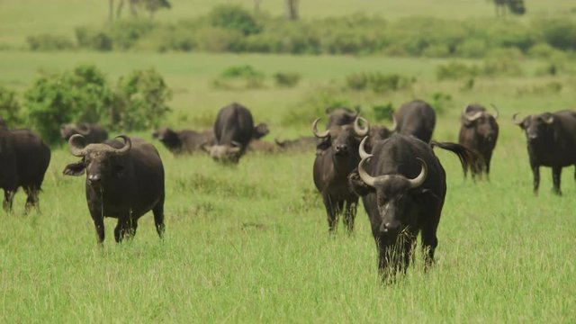 African buffalos in the savannah