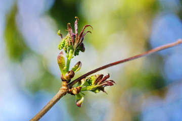 blossom leaves spring the energy ecology
